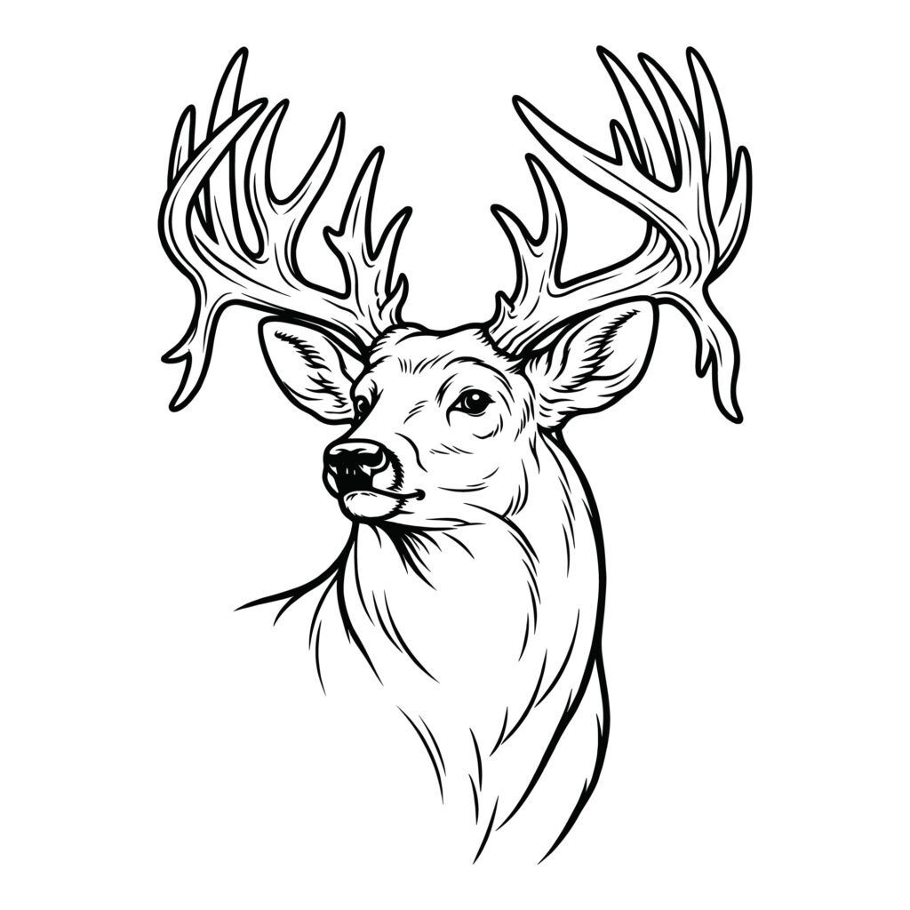 Detailed black and white vector line art illustration of a majestic Whitetail buck head featuring large, intricate antlers and a realistic gaze, optimized for laser engraving and vinyl cutting.