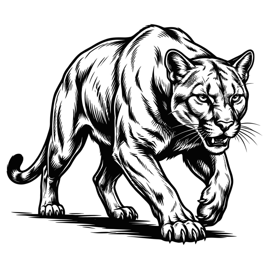 Black and white vector illustration of a muscular prowling cougar or mountain lion mascot walking forward aggressively, ideal for sports logos and vinyl cutting.